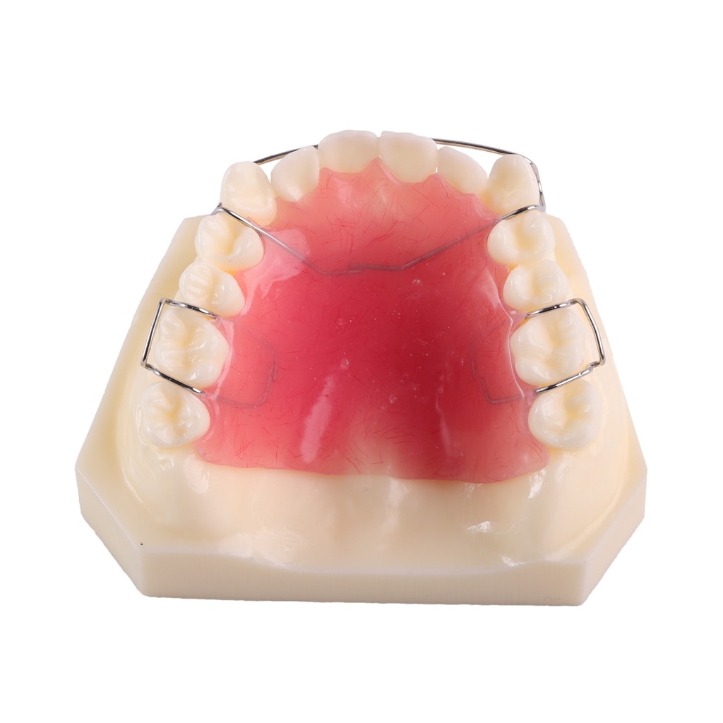 Cesoon 1Pc Dental Retainer Study Model m3007 ġ ..